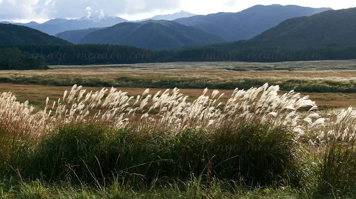 Tall grasses sway in a Shizuoka meadow after a heavy rain. The landscape features distant mountains and a vast field, reflecting the change in season and weathe