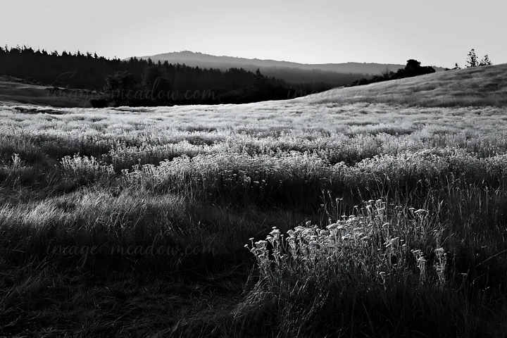 A meadow covered in silver dew shows tall grass and wildflowers. The landscape is monochrome, with hills visible in the background. Morning light creates a star