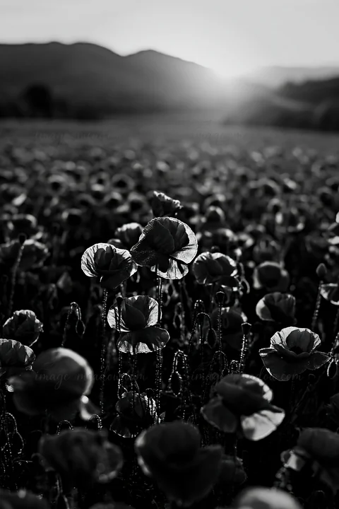 A field of red poppies stretches under a warm sunset. The flowers stand tall against the fading light in this natural setting. Dew glistens on the petals, enhan