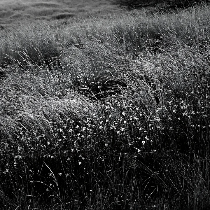 Deu rests on tall grass in a meadow. Small white wildflowers grow among the grass. The setting shows a natural landscape with a focus on the delicate details of