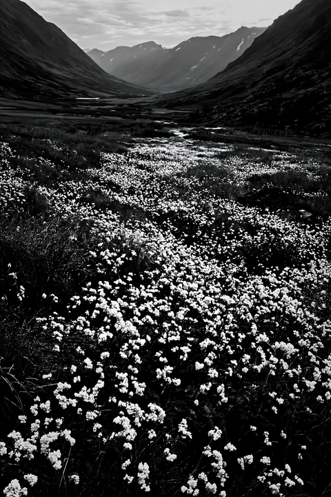A meadow covered in silver dew features clusters of white flowers surrounded by grass. Rocky hills frame the valley under a cloudy sky. Presented as a premium h