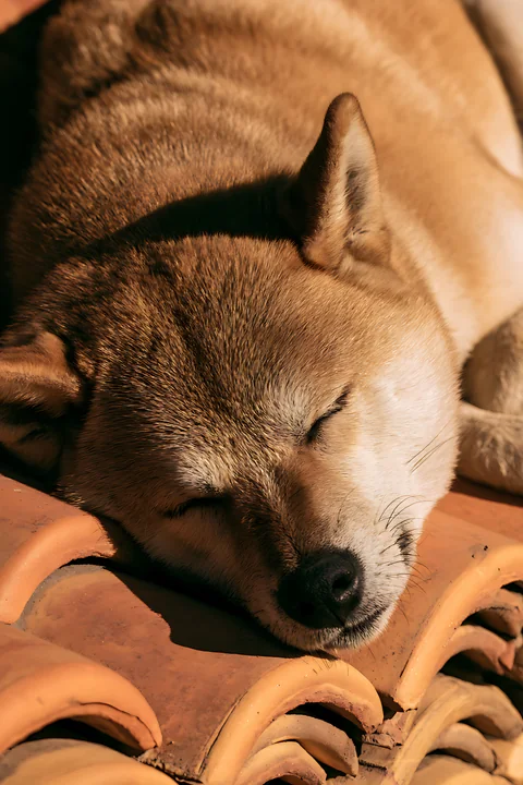 Sleeping Shiba Inu resting on overlapping terracotta roof tiles in warm sunlight.