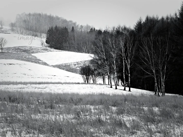 This scene displays the snow covered hills of Biei, a region known for its natural beauty. The landscape features bare trees and open fields under a cloudy sky.