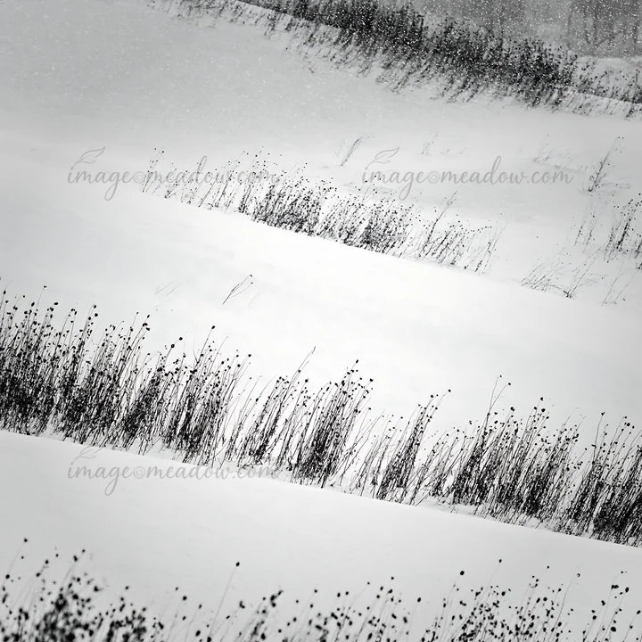 Snow covers the hills and meadow in Biei. The landscape shows thin dark plants emerging from the white snow. The scene reflects a cold winter day with soft snow