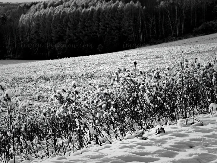 Snow blankets the hills and fields in Biei, Japan. The landscape features frosted plants in the foreground and trees in the background, showcasing the beauty of