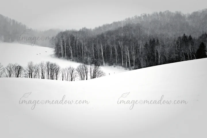 Biei hills are covered with snow, showing a vast white meadow. Several trees line the edge, while distant figures can be seen in the snowy landscape. The scene
