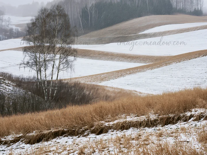 A view of snow covered hills in Biei, Japan. The landscape shows lines of gently sloping fields and patches of grass under a light blanket of snow. Trees are vi