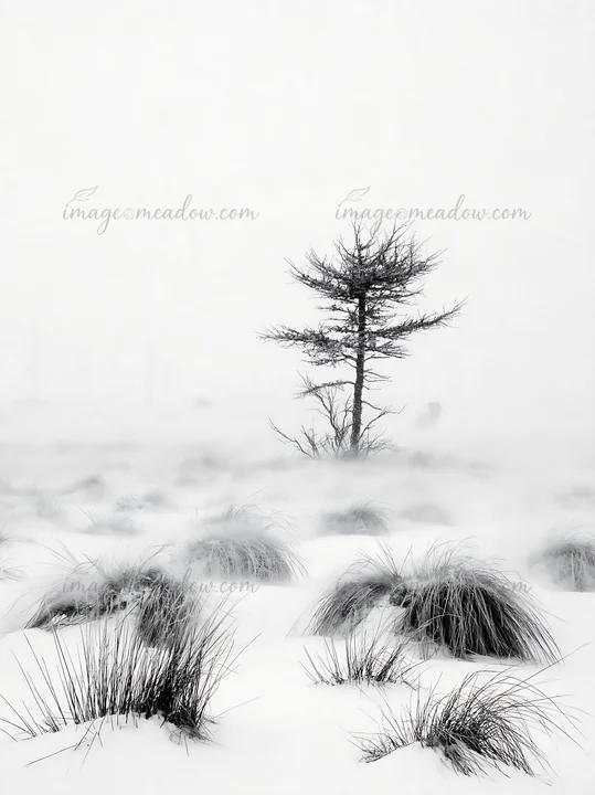 A snowy meadow is covered in thick snow. A single tree stands in the distance, surrounded by snow-covered grass. The scene shows the harshness of winter in a re