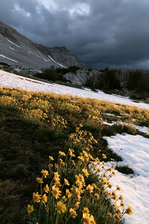 A meadow is covered with patches of snow and dotted with yellow flowers. Cloudy skies hover above the landscape. The scene captures the transition from winter t