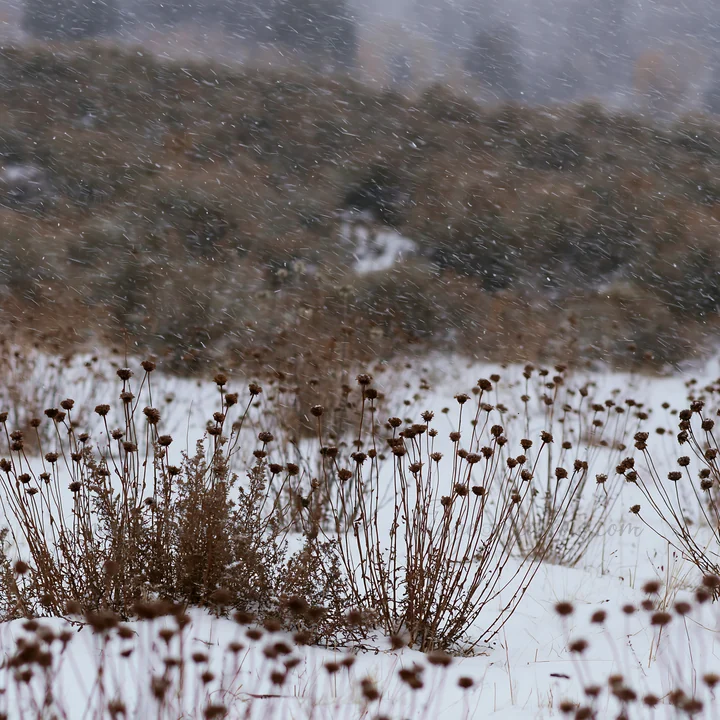 A meadow covered in snow shows brown, dry plants standing upright against a backdrop of blurred, snowy landscapes. The scene captures the essence of winter with