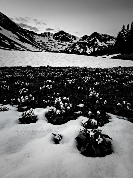 A snowy meadow covered with white flowers lies under a mountain range. The scene takes place in winter, showing the contrast between the snow and the blooming p