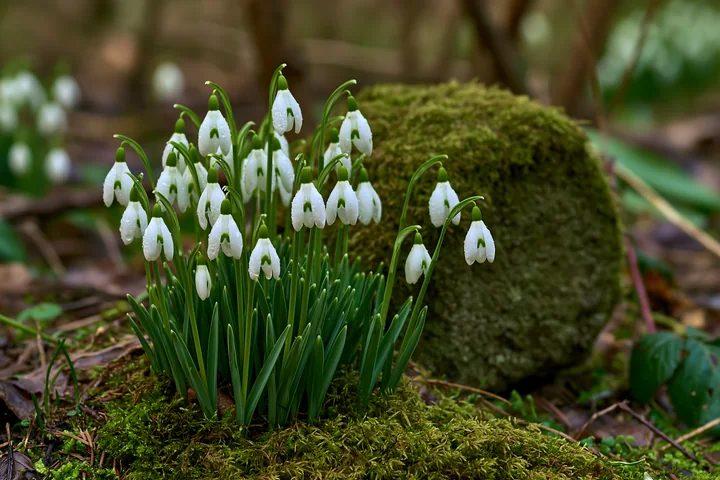 Snowdrop flowers beneath trees bloom in early spring, showcasing white petals.