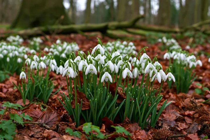 Snowdrop flowers beneath trees create a cover on the forest floor, surrounded by fallen leaves and branches.