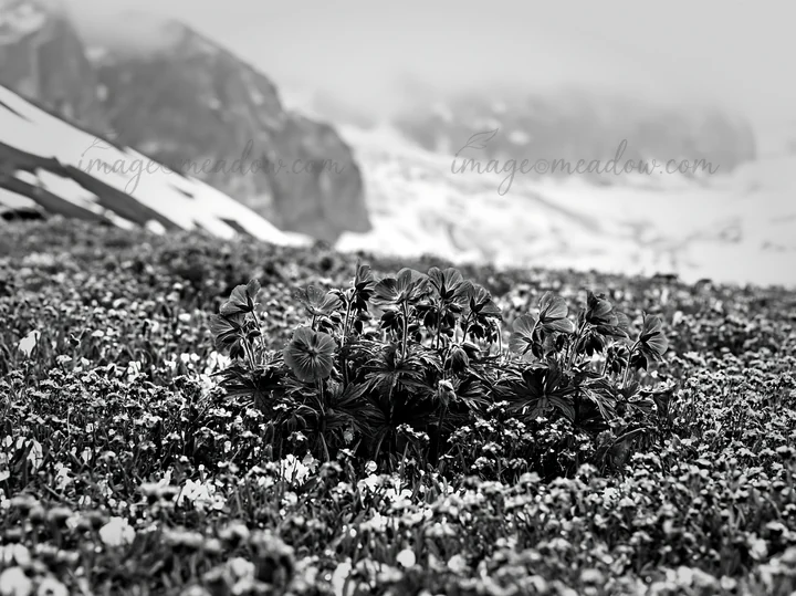 A vibrant snowline meadow features clusters of blue flowers surrounded by various wildflowers. The scene includes a mountainous background with snow patches vis