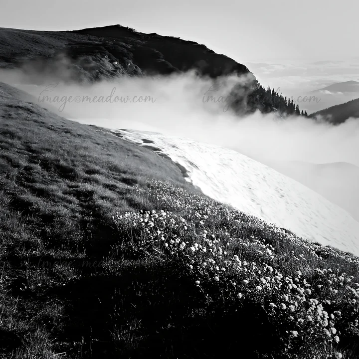 A snowline meadow shows flowers growing near the edge of snow. Fog rolls over the mountain at dawn, creating a dramatic scene. The location showcases nature's f