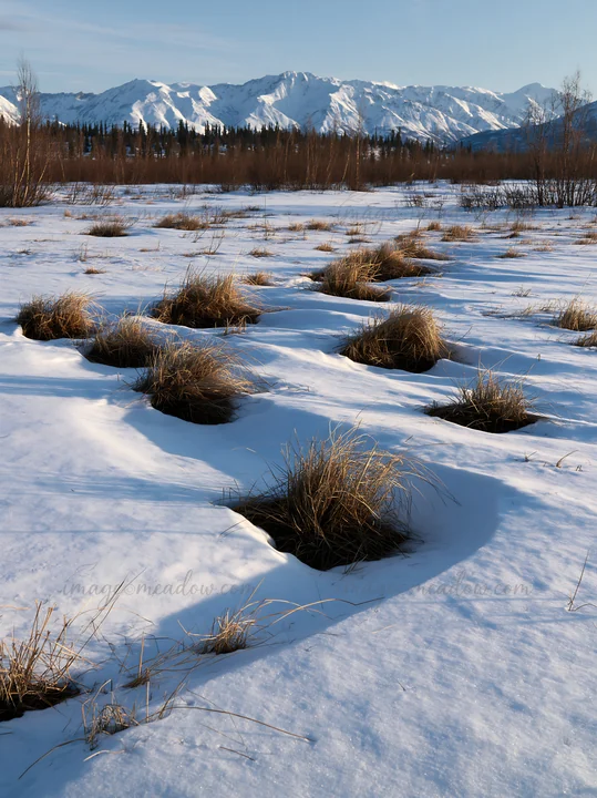 A snowmelt meadow shows patches of grass exposed as winter snow melts. Snow-covered mountains rise in the background under clear blue skies.
