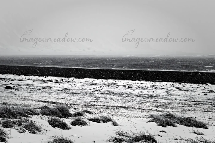 A snowy beach meadow shows tall grass partially covered in snow. Waves crash on the shore in the background. The scene is set in overcast weather.