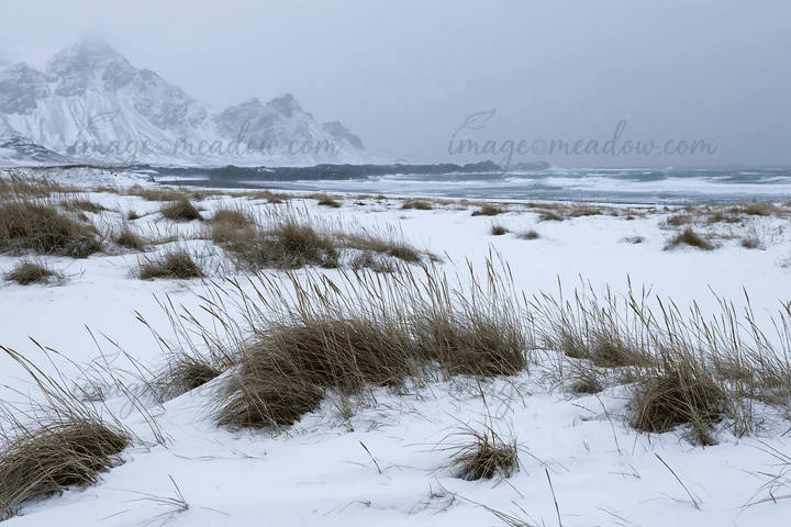 Snow covers a beach meadow near the ocean with tall grass swaying in the wind. Mountains rise in the distance, while gray clouds hover above during winter.