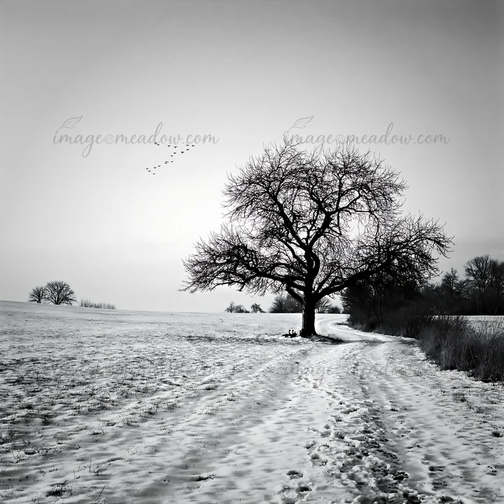 A black and white scene shows a snowy field with a bare tree alongside a winding path. Birds fly overhead in the distance. This rural landscape captures winter'