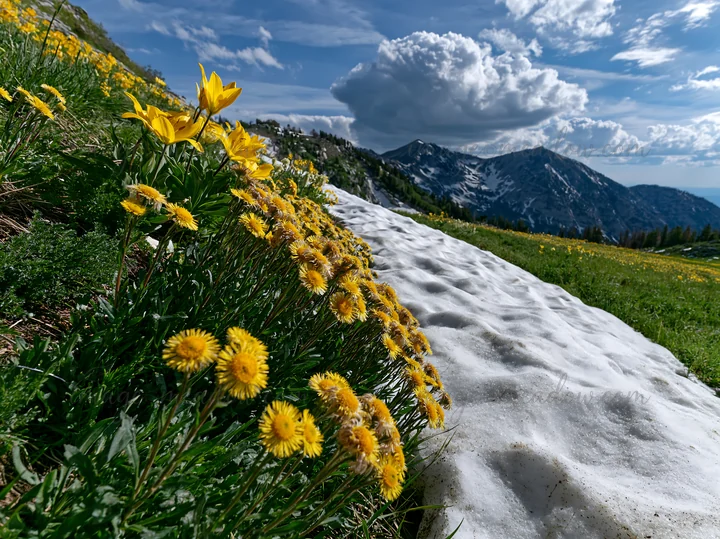 Yellow flowers grow along a patch of snow in a foothill meadow. The background features mountains with clouds above. This scene captures late spring or early su