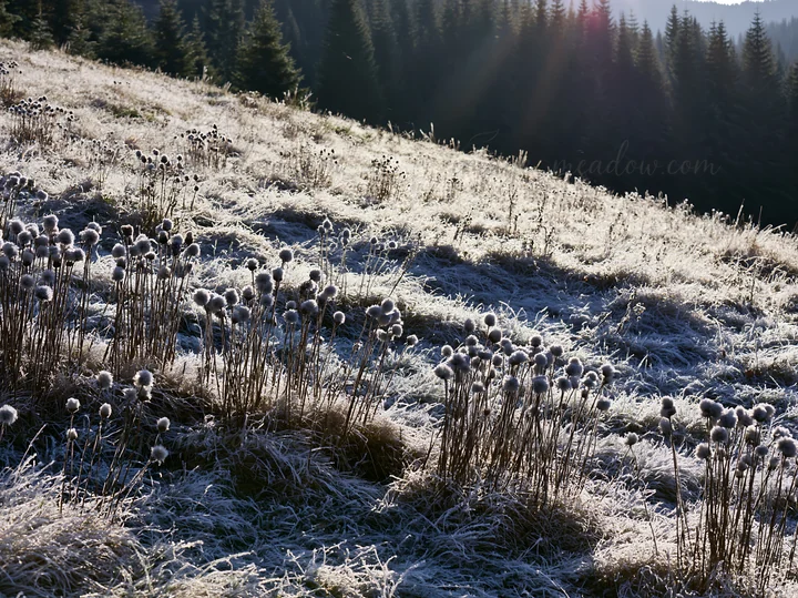 A highland meadow covered in snow with frost on the grass and plants. The background shows a line of trees in the distance. This scene captures a winter landsca