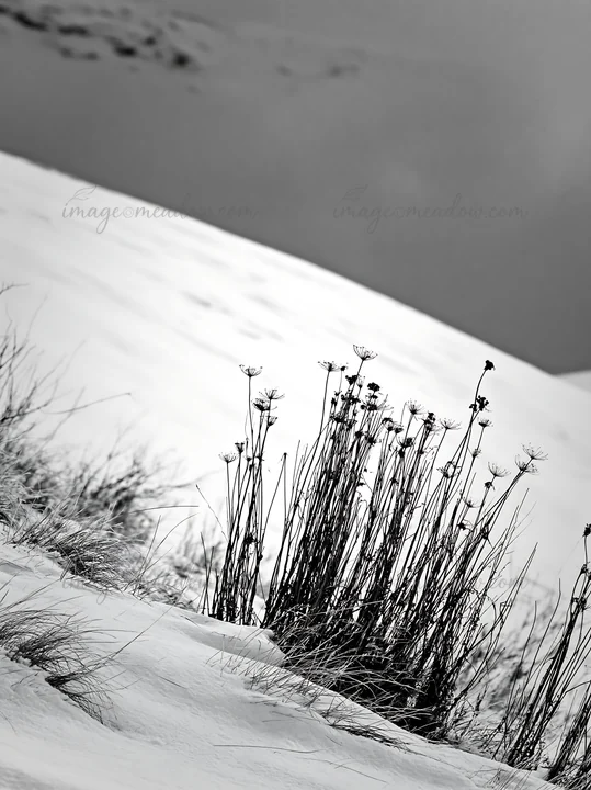 A snowy highland meadow features dry plants standing on a white landscape. The scene captures the essence of winter, highlighting the contrast between the snow