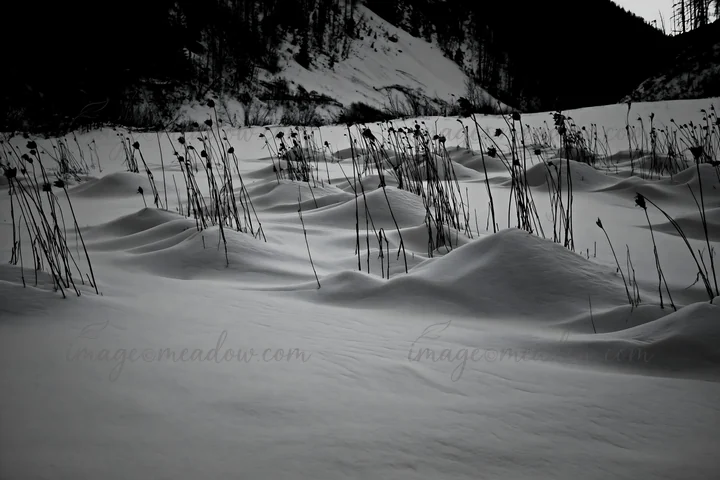 A snowy highland meadow covered in thick snow. Stalks of dry plants stick out of the snow, contrasting with the white landscape and mountain backdrop. Presented