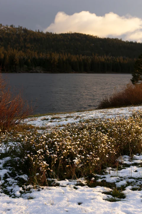 A lakeside meadow covered in snow features blooming flowers at the edge of the water. The surrounding trees add to the natural scenery. The time of day shows so