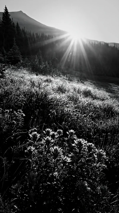A field of wildflowers with pink blooms sits in a snowy Rocky Mountain Park meadow. The sun rises, casting rays over the landscape and illuminating the lush gra