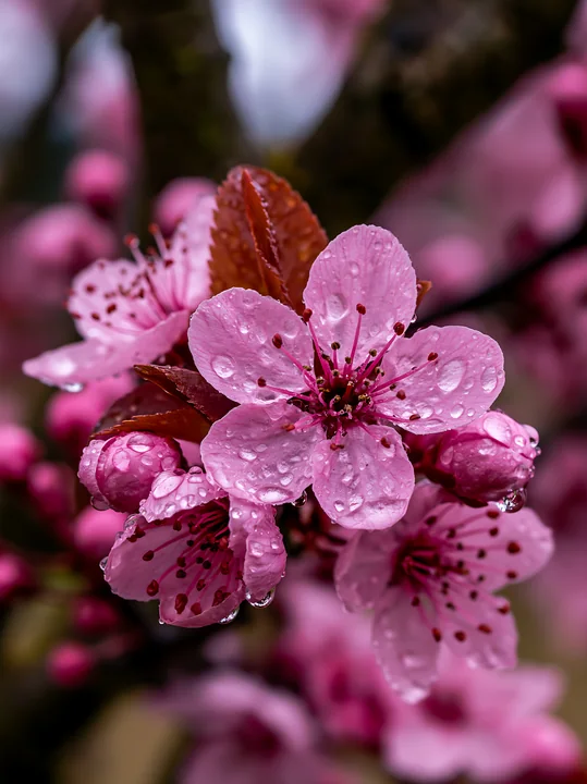 Soft pink plum blossoms display raindrops on their petals in an orchard.