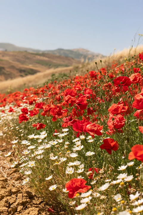 Colorful flowers fill a spring meadow with red poppies and white daisies. The landscape features rolling hills in the background under a clear sky. Sunlight bri