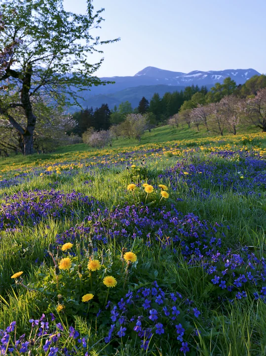 A meadow in spring features vibrant flowers, including yellow dandelions and blue blooms, set against a backdrop of mountains. The sunlight casts a warm glow ov
