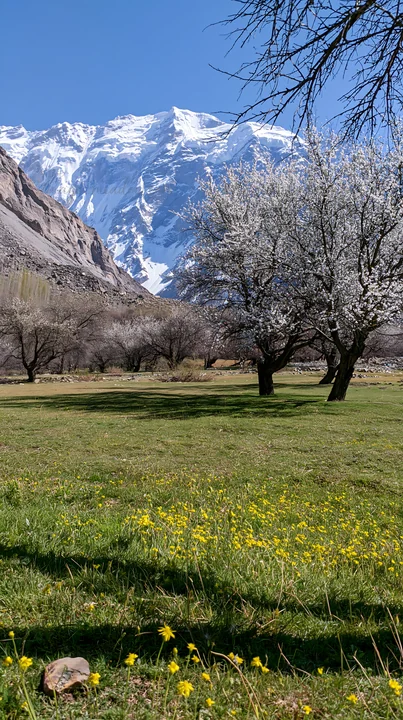 Snow-capped mountains frame a meadow filled with blooming trees and yellow flowers. The scene captures early spring in an orchard with clear blue skies.