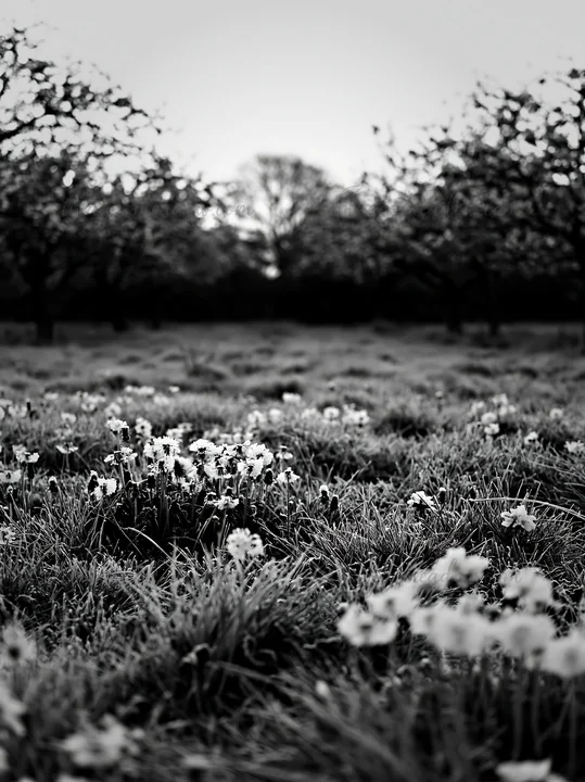 A view of a spring meadow in an orchard filled with blooming flowers and trees. The scene captures the grass covered in dew, showcasing the growth and life in t
