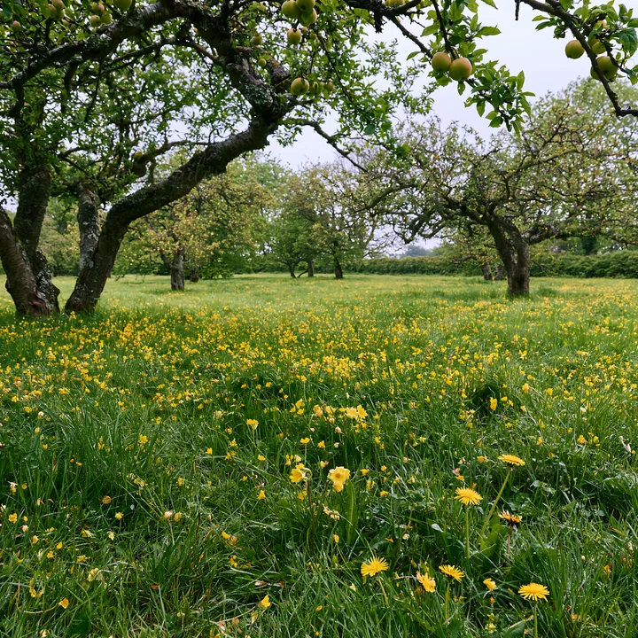 An orchard in spring features apple trees and a meadow full of yellow flowers. Green grass covers the ground, creating a lively scene. The sky is overcast with