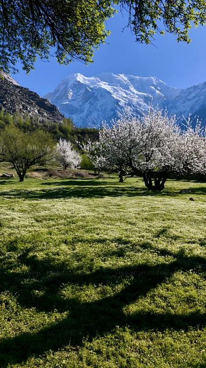 Blossoming fruit trees stand in a green meadow surrounded by mountains. The sky is clear and blue, making the landscape bright and vibrant. This scene captures
