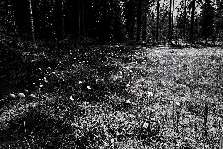 A meadow in a spruce forest shows scattered white flowers on the ground. Sunlight filters through the trees, creating patches of light and shadow on the grass.