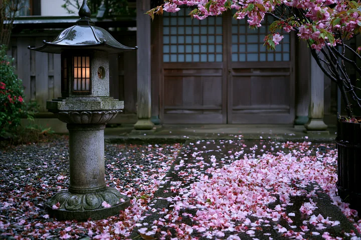 Stone lantern and wooden temple doors framed by cherry blossoms and fallen pink petals.