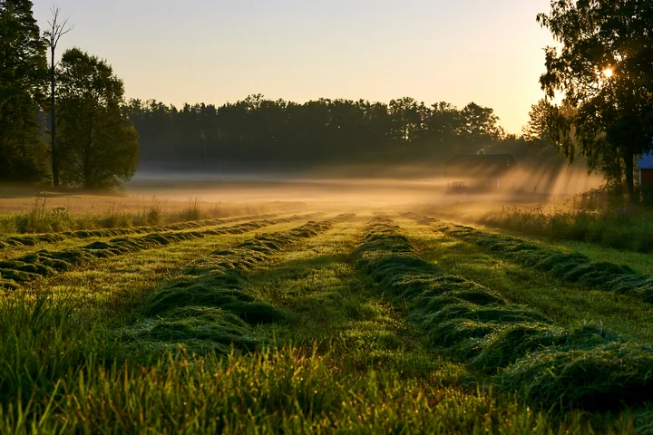 Sunbeams over a misty meadow create warm light over fresh cut grass in the early morning.