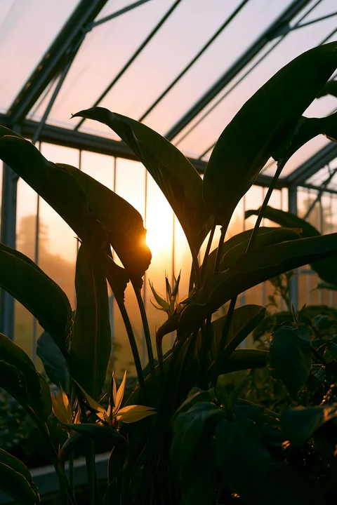 Sunlight streams into a greenhouse, illuminating the bird of paradise flower and surrounding plants.