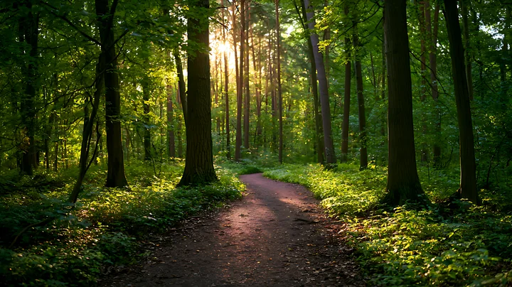 Sunlight streams through the trees in a forest setting, illuminating a winding dirt path.