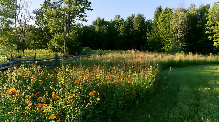 Sunlit wildflower meadow with orange blooms, tall grass, woodland, and a rustic fence, with nobody present.
