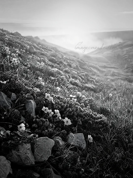 A chalk meadow filled with various flowers and plants. The sun shines down on the natural landscape, creating shadows and light across the terrain. The scene ca