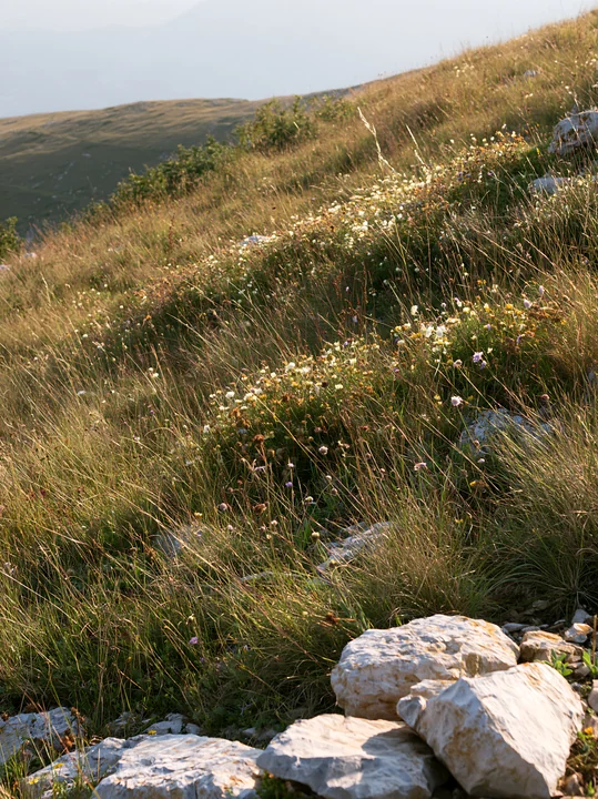 A sunny dry grassland meadow featuring green grass, small white flowers, and scattered rocks. The landscape captures the essence of a natural outdoor environmen