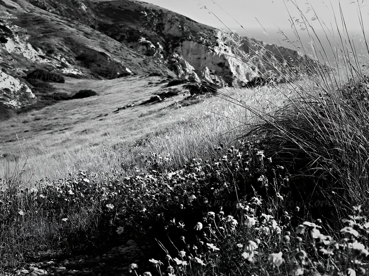 A meadow filled with wildflowers grows on a slope. The hillside rises in the background under bright sunlight. The scene shows nature thriving, with grasses and