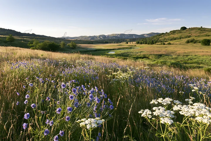 A meadow filled with wildflowers is located beside a stream. The scene captures the natural beauty of sunny weather. Surrounding hills and a clear sky enhance t