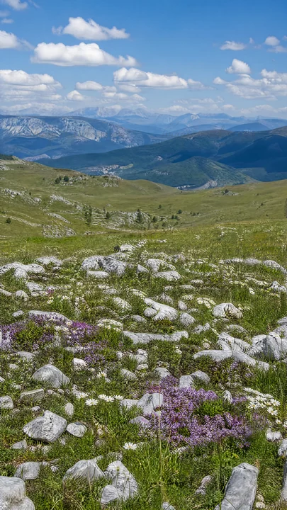 A limestone meadow filled with various plants and stones sits under a blue sky. Distant mountains rise in the background. Clouds hover above the landscape, indi