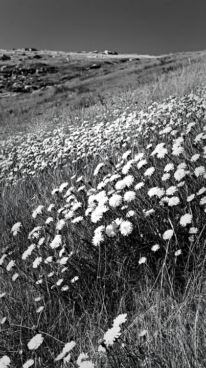 A meadow made of warm grasses stretches under a bright sky. White flowers bloom among the tall grass, creating a natural landscape. The scene is set in a sunny