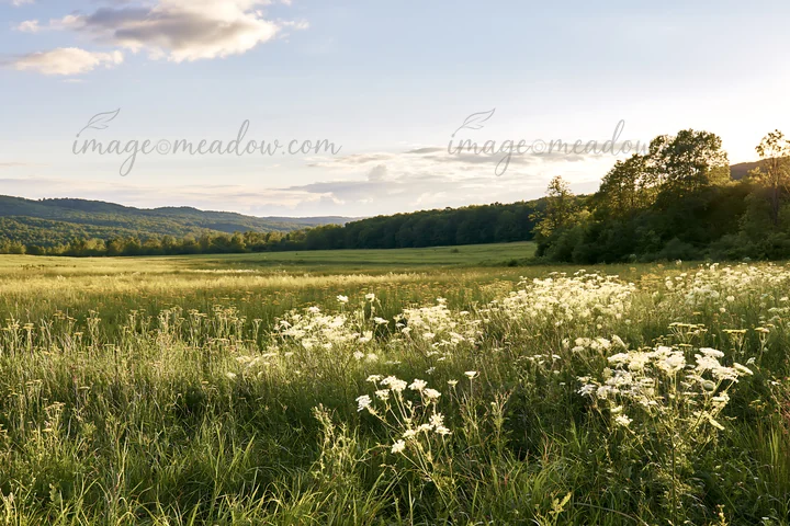 A meadow filled with umbel flowers stretches across a landscape under a clear sky. The sun is setting in the background, creating warm light over the green fiel