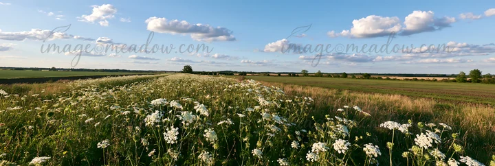 A wild carrot meadow blooms beside a field under a blue sky. The green landscape is dotted with white flowers and stretches into the distance. Fluffy clouds add